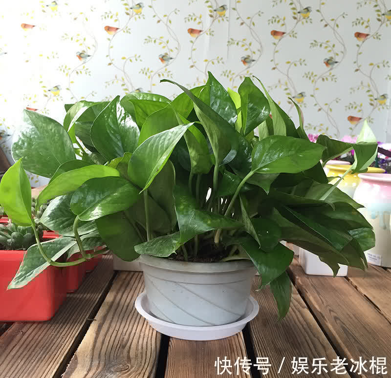 浇花|浇花用这3种“水”，水肥兼顾，省劲又效果好，制作方法简单