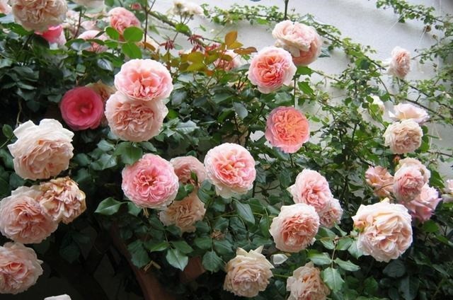 三楼奶奶不让我在一楼种花，事情解决了，出乎意料的让人难受