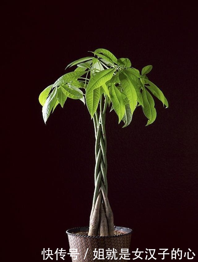 橡皮树|这4种花是天然“吸尘器”,阳台种一盆,灰尘去无踪!