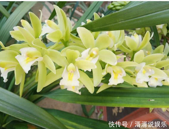 植株|此花一养就喜欢上它,好养漂亮,开花就爆盆,香味十足,女生必选