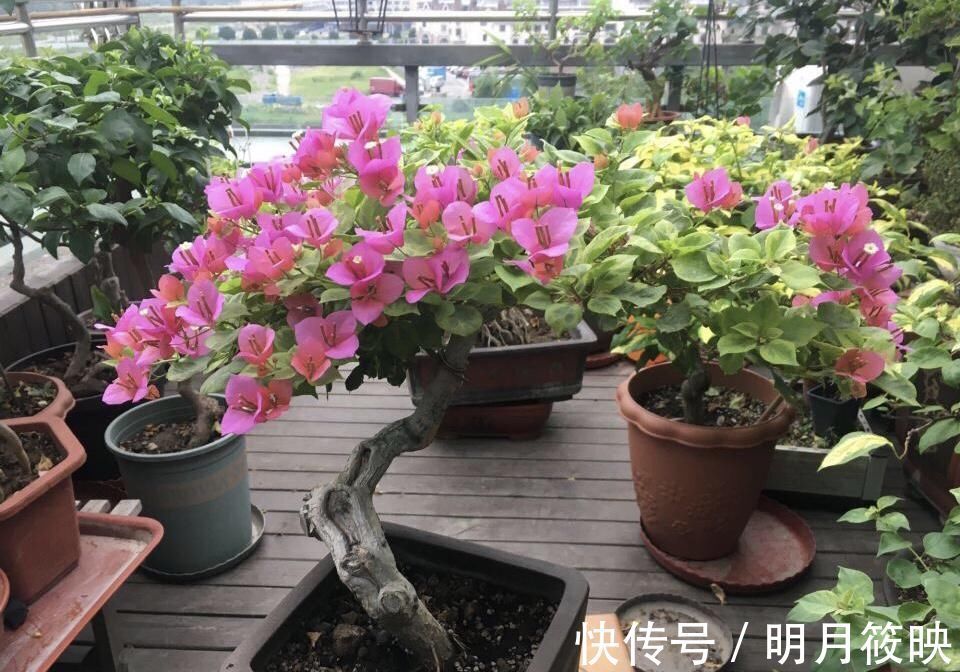 盆景|养了10年的三角梅，一年“修剪”5、6次，变成“老桩”盆景