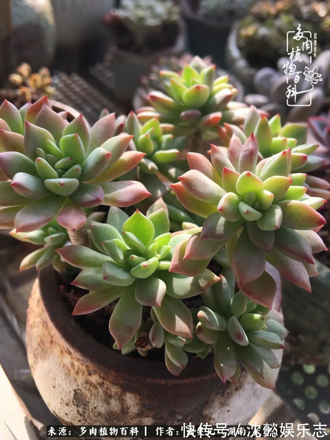 阳台党|邂逅多肉,爱折腾的阳台党,总能收获简单纯粹的快乐!