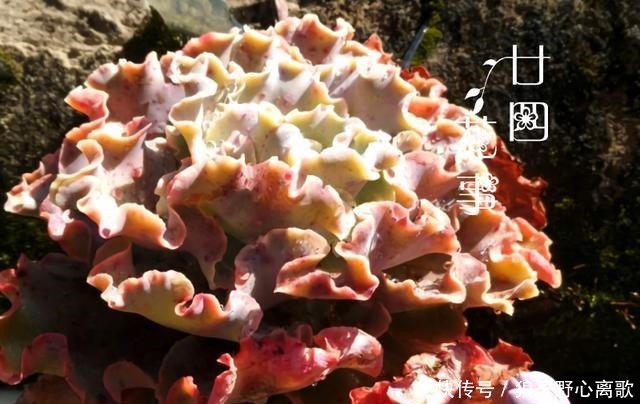 6种多肉,天生就是“巨无霸”,用大盆养,个头比脸大!