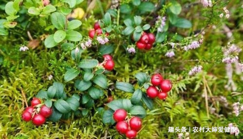 祛湿|此野果，2粒就可“祛湿”，是祛湿“良药”，农村遇到要捡回家