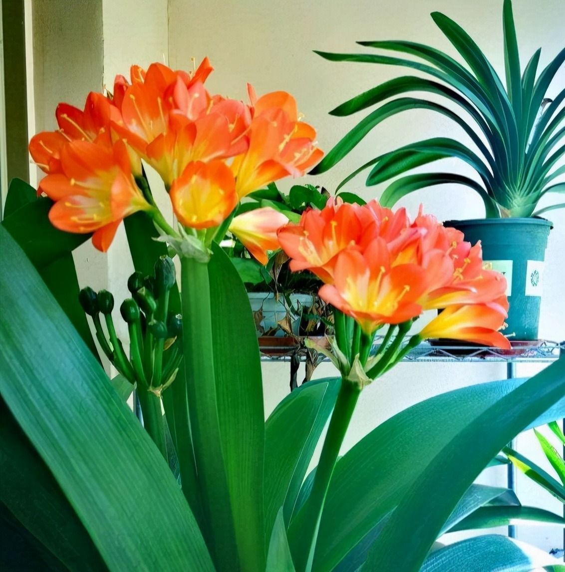 此几种花很养人,卧室客厅放几盆,净化空气,有助睡眠