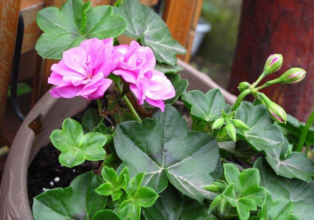 分享2个冬天扦插的小方法,10种花现在扦插正当时,生根快又壮