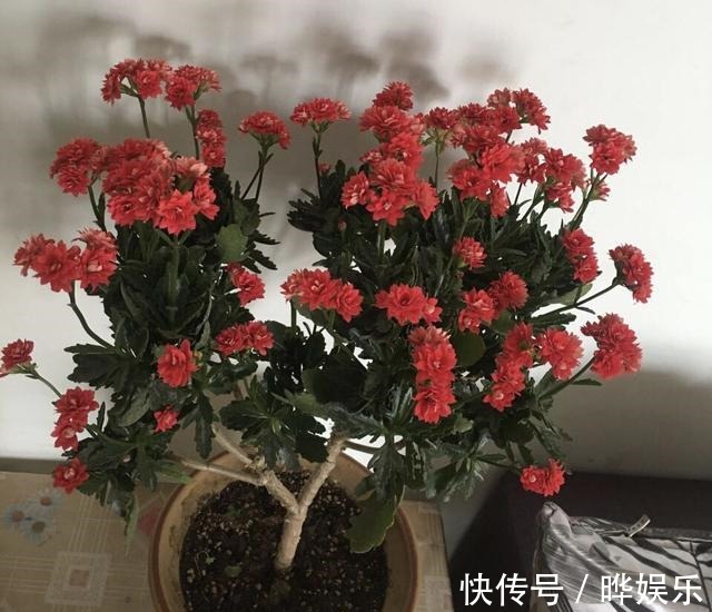 长寿|长寿花养5年，窜到一米八，三枝托九叉，开成花树，震撼全家