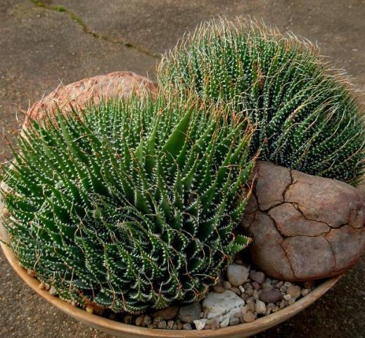 办公室养多肉，盆栽这5款，不怕采光差、难看、一盆不剩！