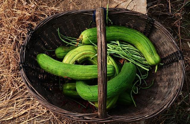 丝瓜藤|丝瓜全身是药,丝瓜19个鲜为人知的功效