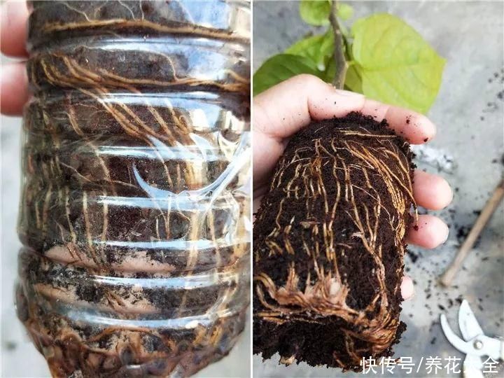 11种常见花，现在扦插，成活率特高