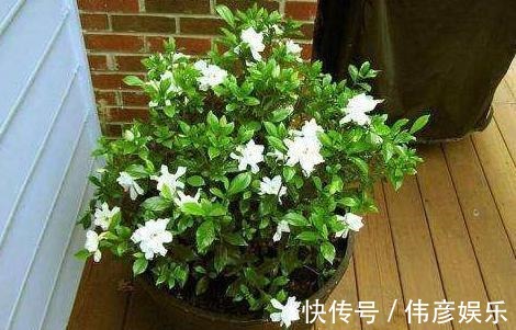 为什么栀子花总是掉花苞,看看养护你做对了吗