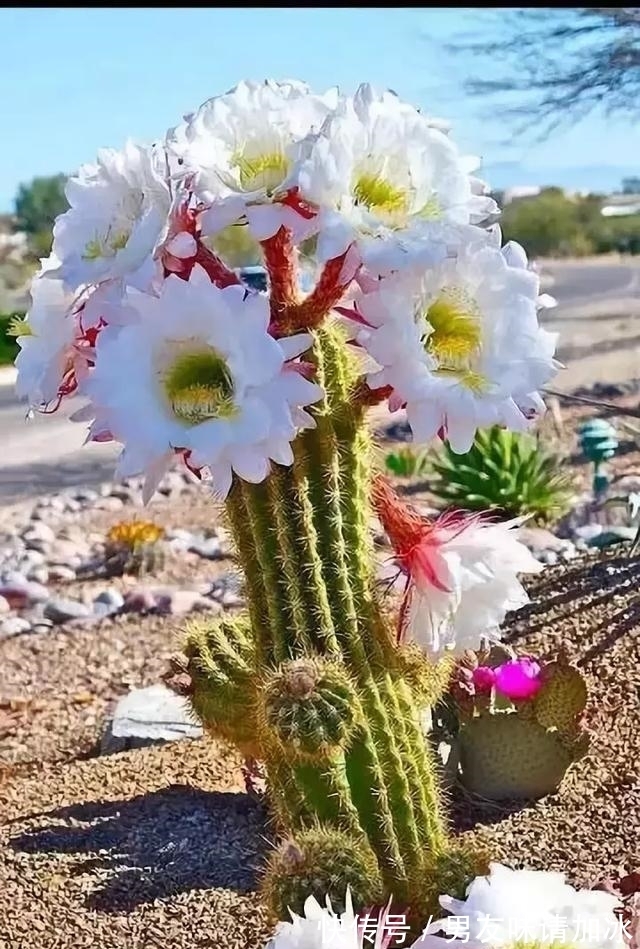 木兰树|奇花、奇花、奇花、罕见奇花，赶快打开欣赏吧