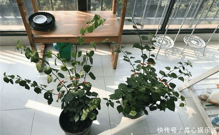 花期|两种花能开180天,8月养2盆天天有花看,真漂亮