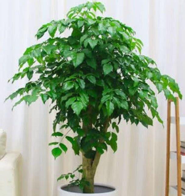 四种寓意好的花,喜庆吉祥好运来,养人旺财添富贵,漂亮好养