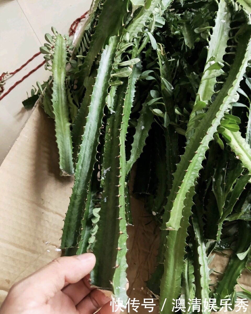 修剪|秋季养3种植物，多“切几刀”才能长新芽，养半年就爆盆