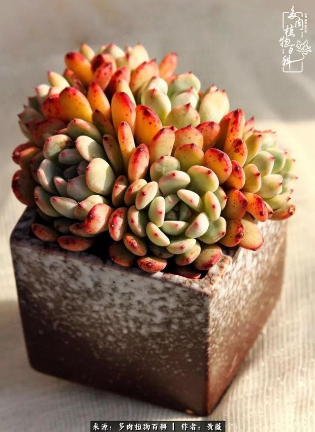 养了三年多肉，终于明白佛系养肉才是王道！