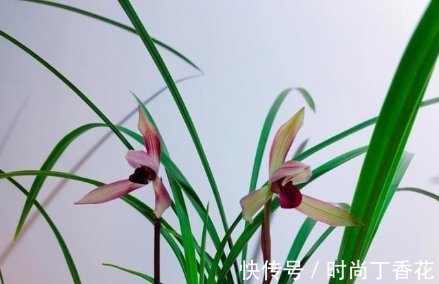 香味|为什么此兰香味这么浓?喜欢闻花香者一起来观赏一下