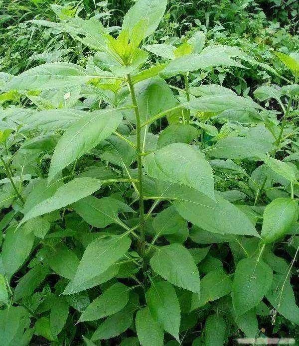 青未了｜荒芜中照见的美好