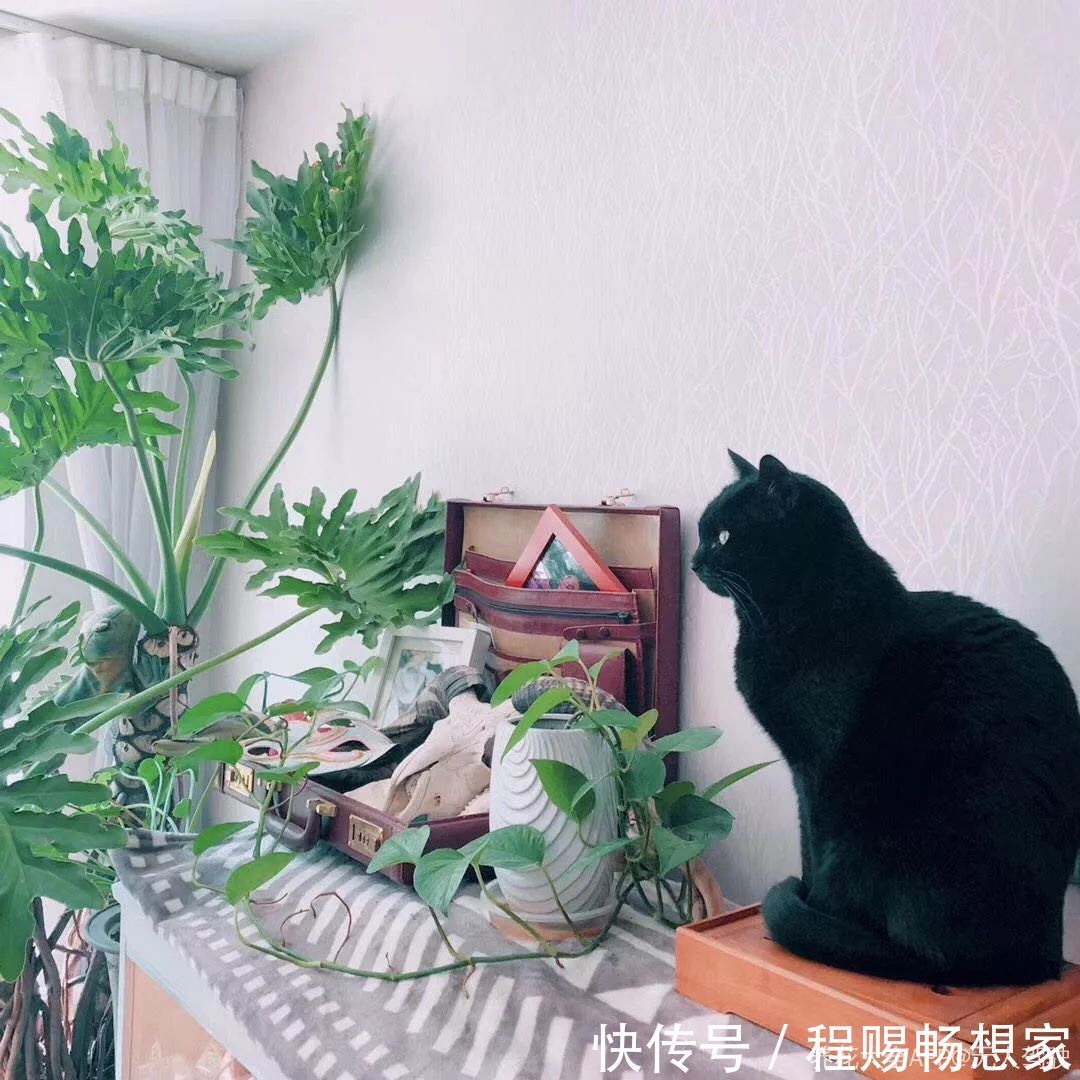 养花6种“丑八怪”,放在家里能镇宅,养的越久越气派