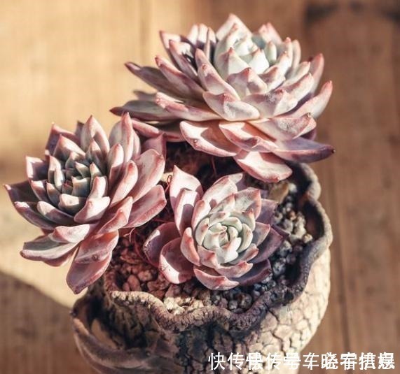 肥料|阳台养多肉,记住“4要点”,照样养出美美的多肉!
