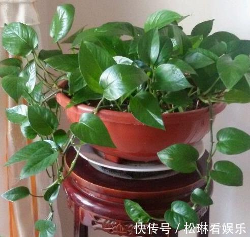 肥料|绿萝叶子发黄跟爷爷“学1招”，7天油绿起来，叶片巴掌大！