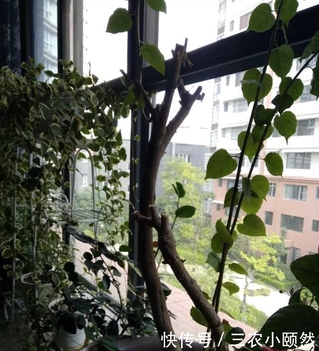 阳台上种植三角梅总是只长枝条不开花, 用这两个办法完美解决