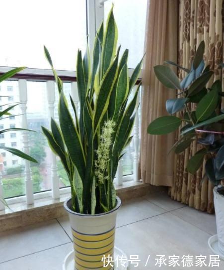 耐旱|3种耐旱的客厅花卉,30天不浇水,反而长爆盆,适合新手