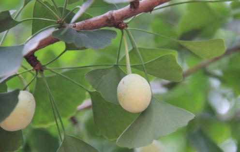 秋季这种“金果”掉满地,大家都说有毒,大妈却抢着捡回家