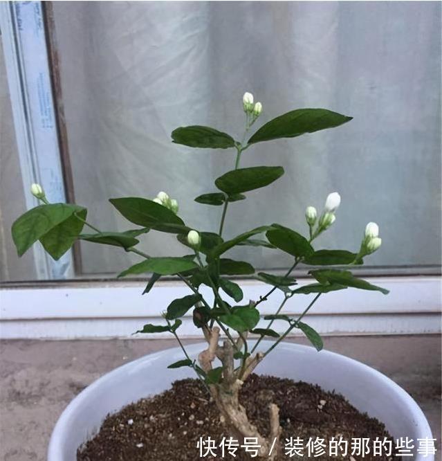 植物|日常简单操作,就让“茉莉”盆栽开花多,其他花草也这样养