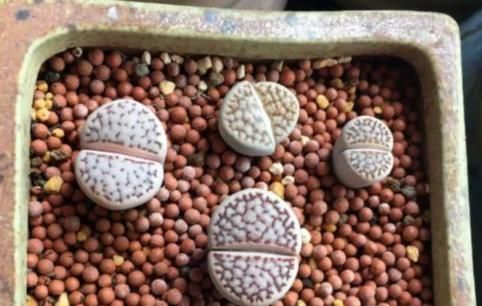 细节|多肉盆栽成活率特别低该怎么办?抓住这些细节,叶片肥嘟嘟