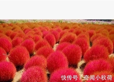 营养|它是民间的极品野菜,营养非常丰富,如今却沦为观赏植物