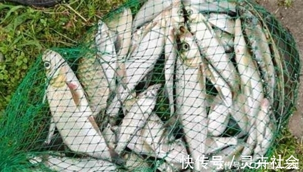 浮漂|夏天水库手竿钓翘嘴，注意这些要点，翘嘴连竿上，狂拉到手酸