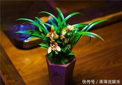 正当季|7月养兰花,教你4个妙招,不黄叶不烂根,花芽分化正当季