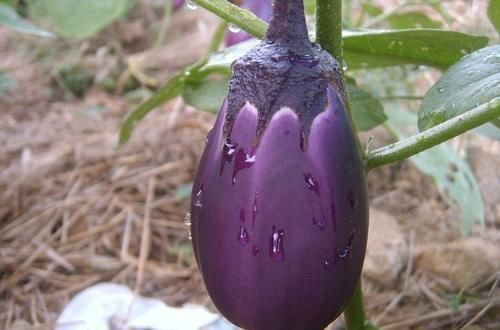 茄子|茄子与它们是天生的“敌人”,食用时要注意,请告诉你的家人!