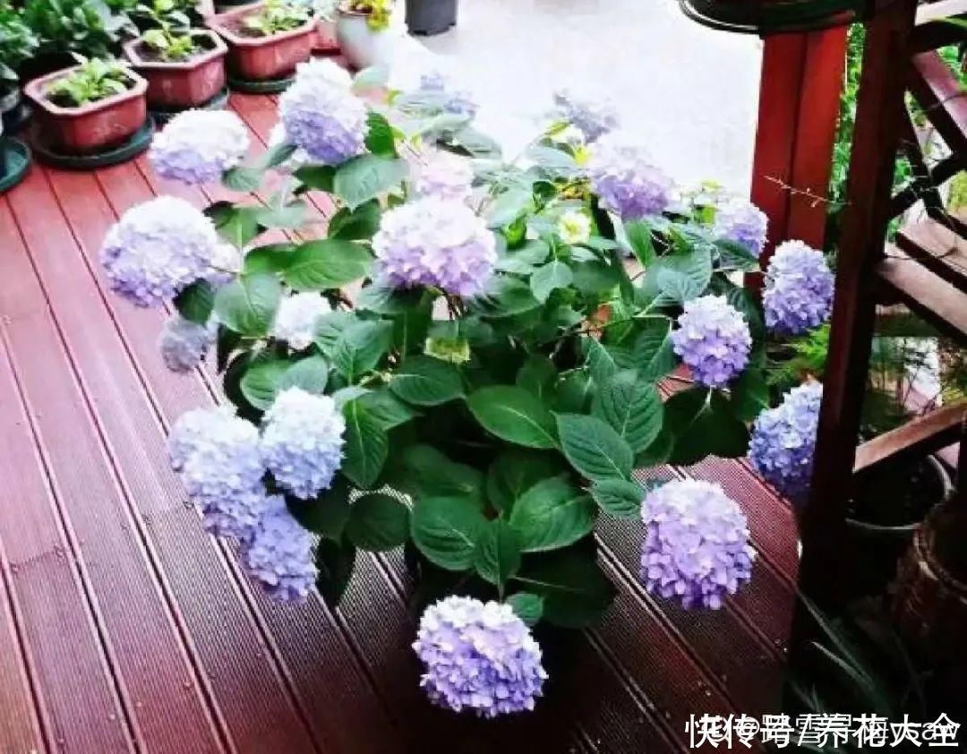 月季|8种花，现在快施肥，秋天开出满树花