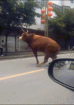 |搞笑GIF图:我特别服那些喜欢健身的达人,就喜欢挑战牛顿定理