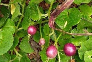 地茄子|专家每天当零食吃几个,活血祛湿,不想每天疲惫不堪的可试试