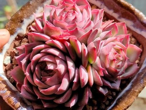 颜值高口碑好的多肉侧影，也叫法兰西玫瑰，出状态像花一样漂亮