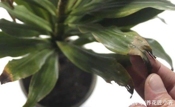 空气湿度|室内盆栽花卉不能乱“喷水”，操作不当就会烂叶，条件达到随便喷