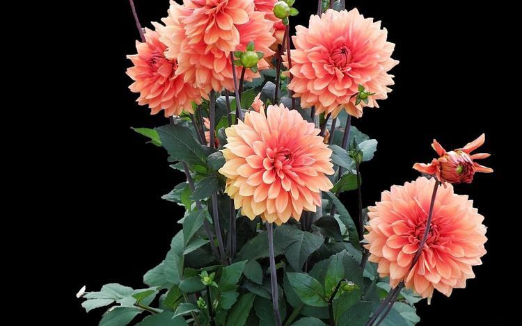 4种花现在养刚刚好,开花很漂亮,夏季也能疯长不停