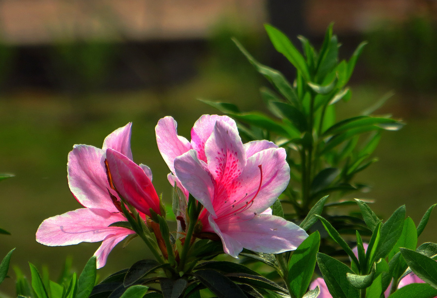 如何养殖杜鹃花,注意几点,轻轻松松爆满盆,花色艳丽明亮