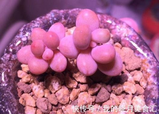 为什么你的多肉桃蛋总也养不圆,原来还有这些你忽略掉的原因