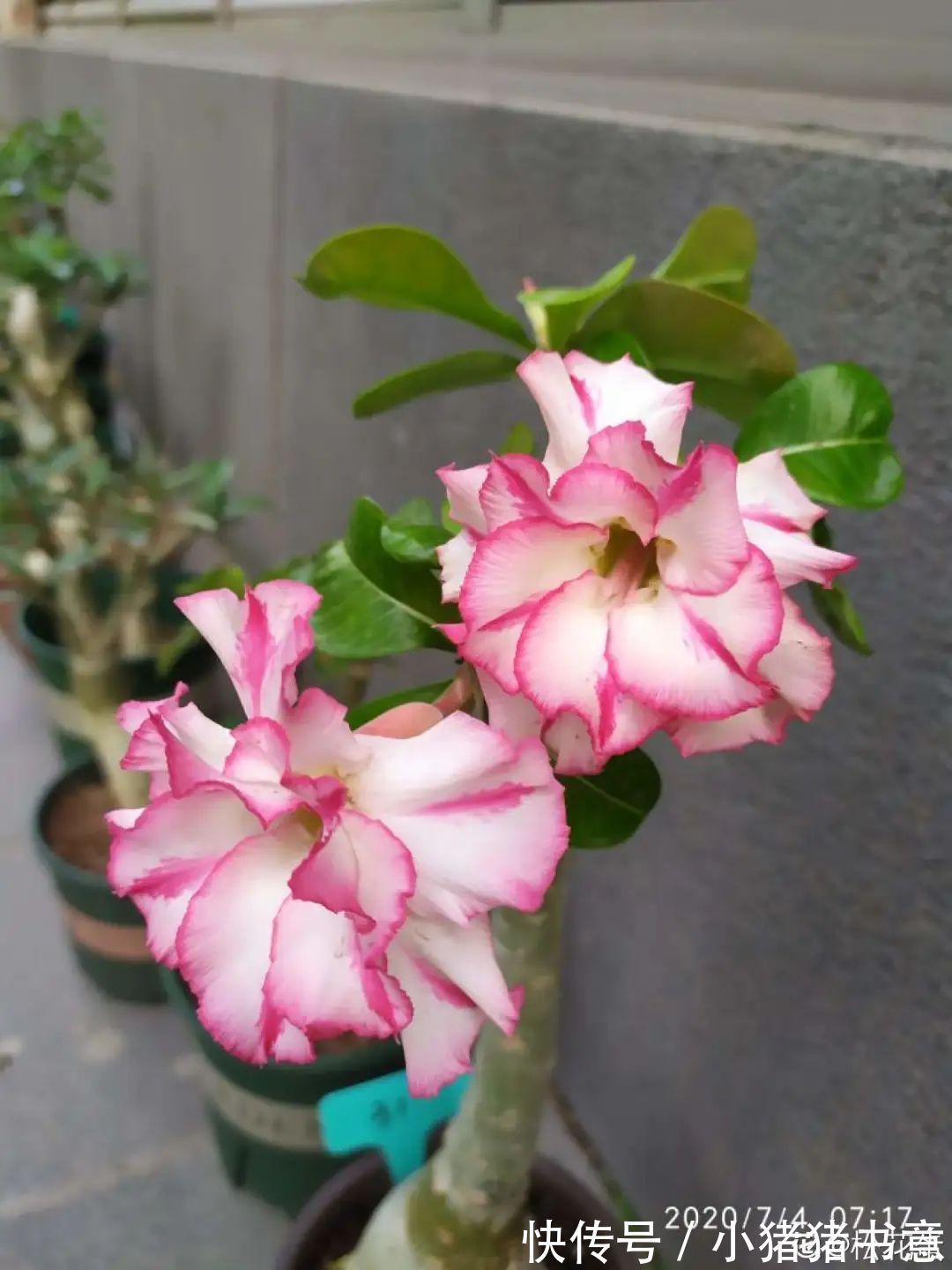 超好养的18种植物,第一名竟然是它!绿萝只能排倒数