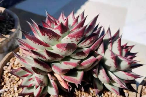 南方地区怎么养多肉植物？让养多肉7年以上的老玩家来给您说说