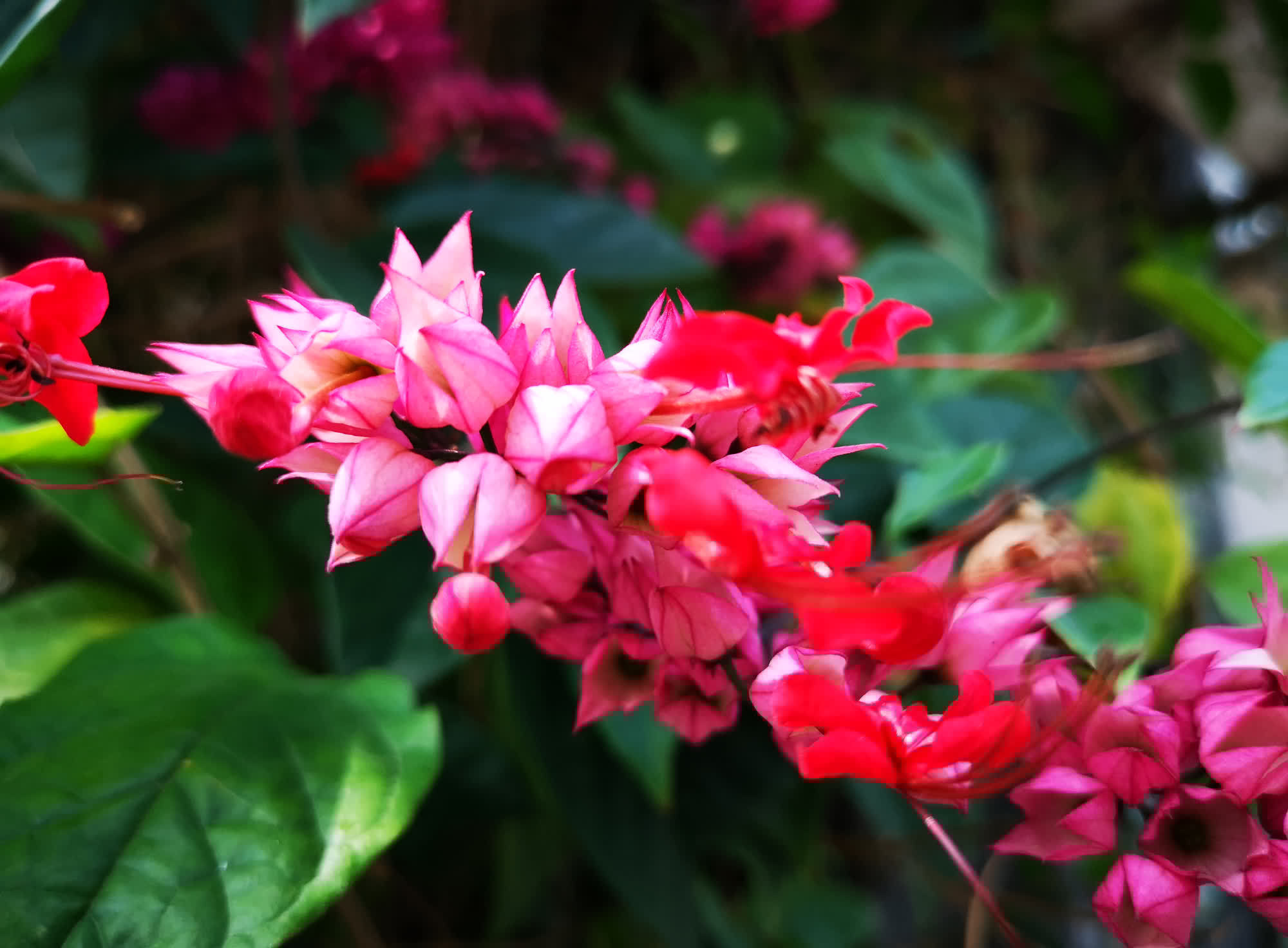 有的植物爬上墙,墙上全是裂缝,要及时清理,危害墙体