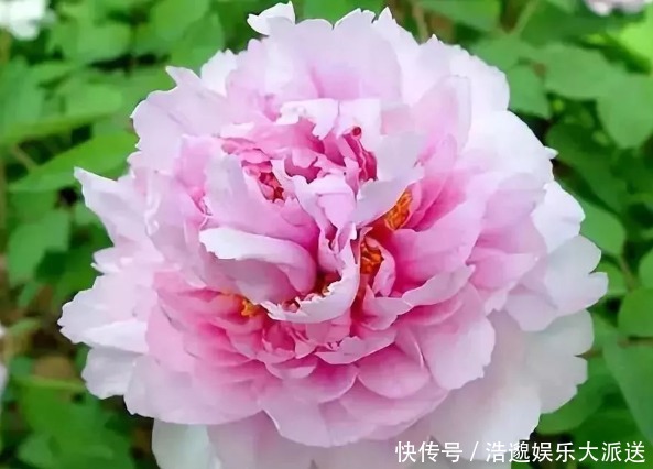 菊花|喜欢菊花，不如养盆“花中精品”赵粉牡丹，花形丰满，芳香馥郁