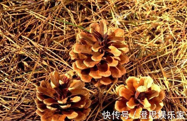 养花配土，路边捡“天然酸性土”，稍加处理，秒变“万能营养土”