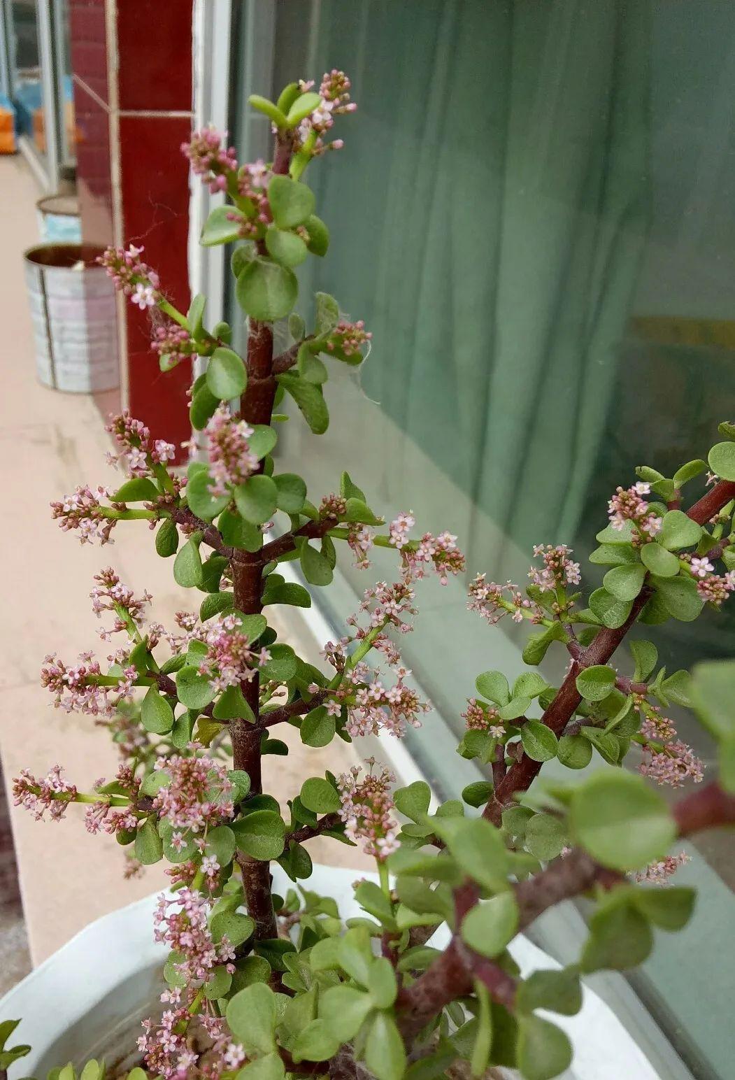 金枝玉叶开花了,真花长这样,很多人没见过