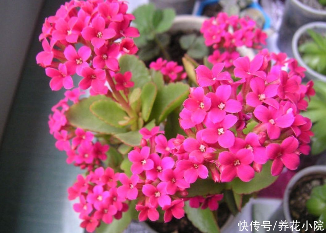 扦插|有5种花，用叶子就能插活，现在扦插，秋天长满花盆