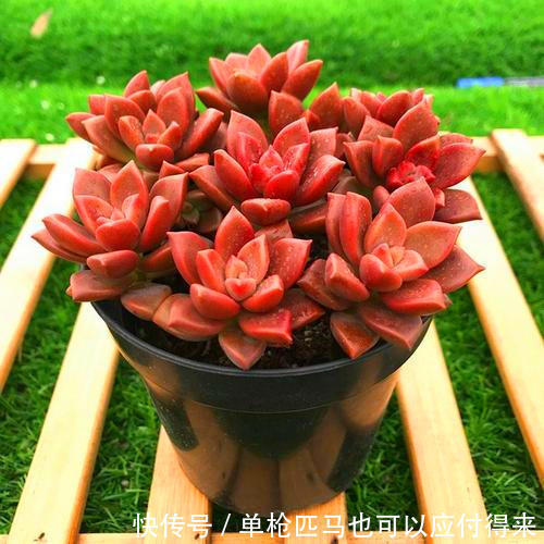 3种适合秋天养的多肉,赶快动手养起来,叶片红的、白色似莲花